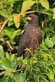 Snail Kite